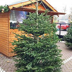 Kerstboom-Nordmann-2-1607016626.jpg