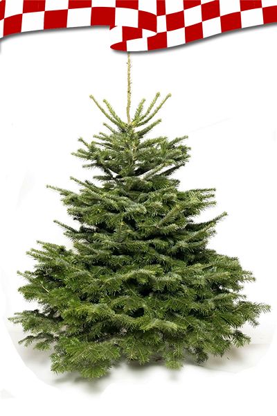 Kerstboom-Nordmann-1604397450.jpg