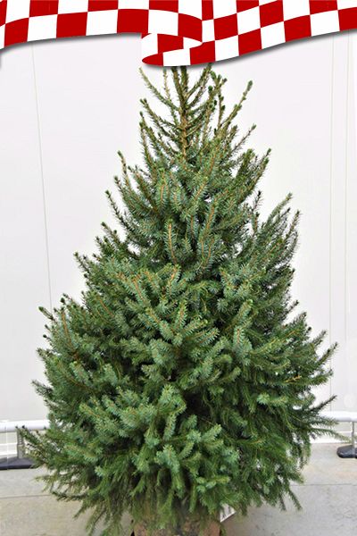 Kerstboom-Omorika-1604397538.jpg