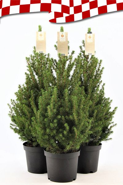 Kerstboom-Picea-Glauca-Conica-1604397584.jpg